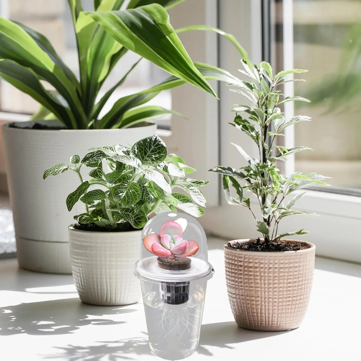 Planting containers, plant germination kits, transparent plastic hydroponic plant containers, used for plant experiments