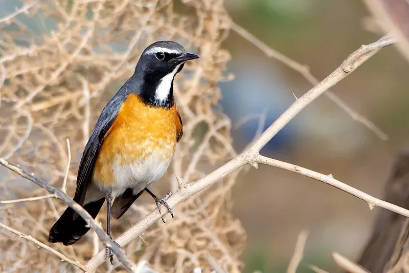 

JX PDI-1001MG 1,5 кг микроцифровой сервопривод — двигатель без сердечника 6,0 В, металлическая шестерня для радиоуправляемых автомобилей, вертолетов и гусеничных машин