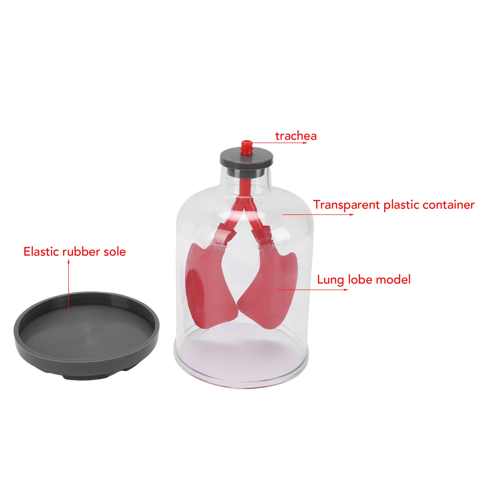 Lung Breathing Demonstration Model Diaphragm Movement Simulator Educational Learning Model for Education and Research