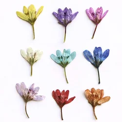 1~2CM/Decorative Real Natural Dried Pressed Speedwell Flowers,Tiny Dry Press Chloris Virgata for Epoxy Resin,Nails,Candle Making