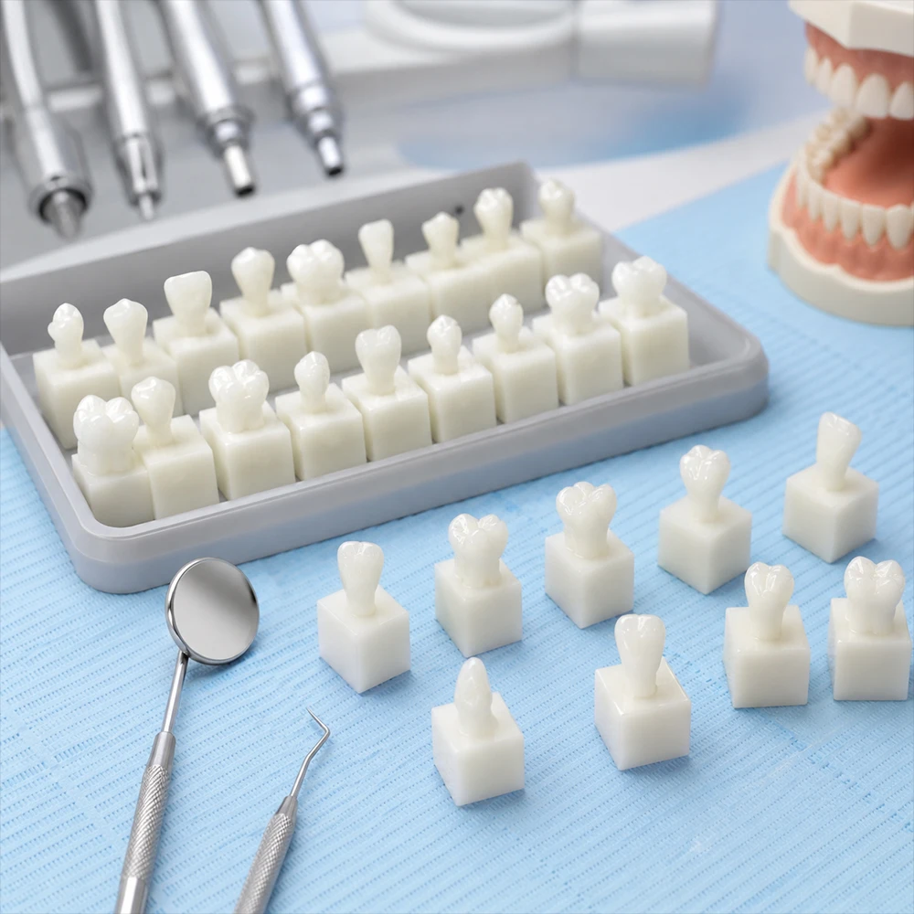 28pcs Dental Permanent Teeth Model Resin Typodont Single Teeth Cavity Preparation Practice Dentistry Teaching Demonstration Tool