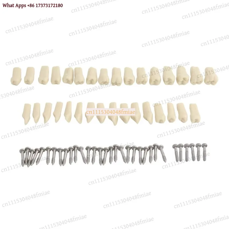 k3 Dental Typodont Teaching Model Compatible for Frasaco, 32 Pcs Screw-in Teeth for Clinical Demonstration