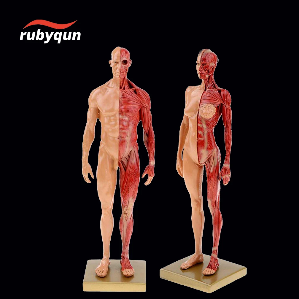 

30cm Adult Muscle Skeleton Resin Human Anatomy Model Male Female For Biologia Surgical Teaching Medical Supplies And Equipment