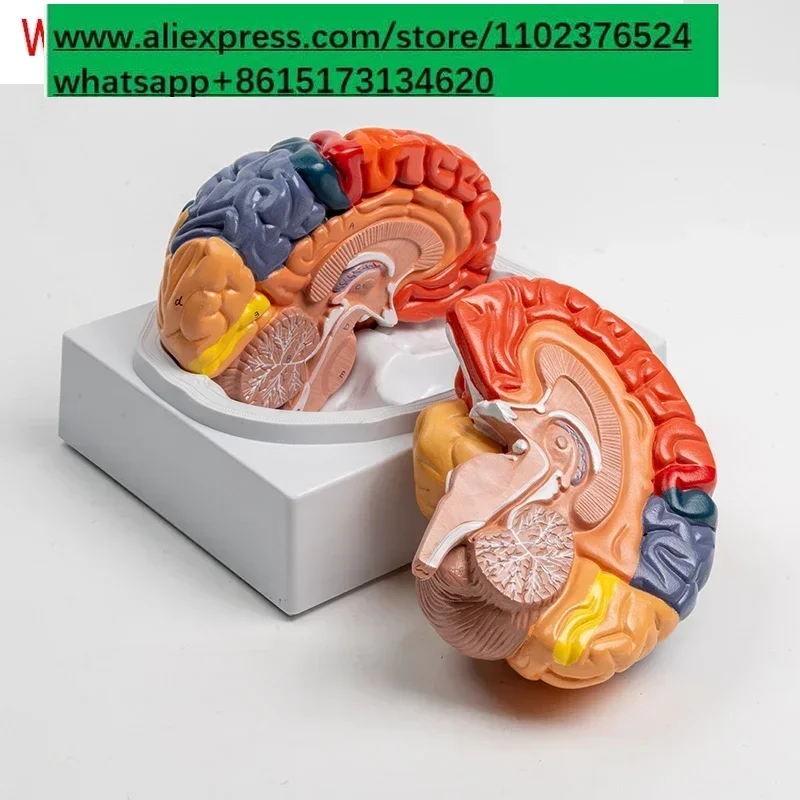 Cerebral functional cortex partition model