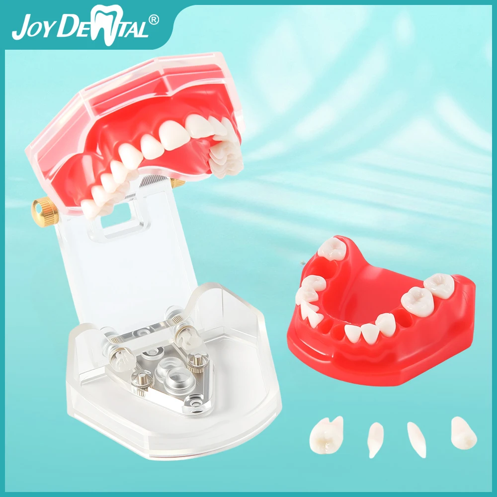 

Dental Extraction Model Dental Practice Tooth Model 28 Teeth Detachable Teaching Standard Teeth Lab Teaching Instrument AZDENT