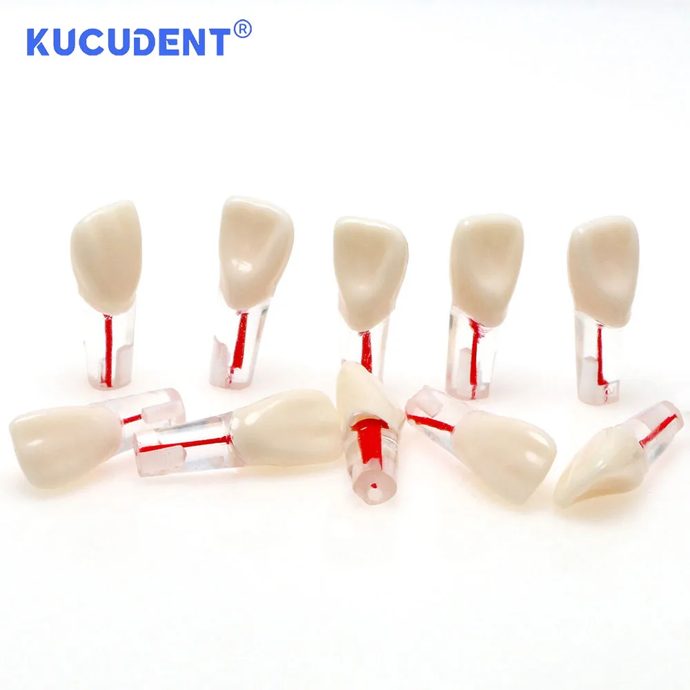 Kucurent 10 buah Endo gigi Model gigi, saluran akar endodontik blok latihan RCT Pulp rongga Resin studi pelatihan kedokteran gigi M8006