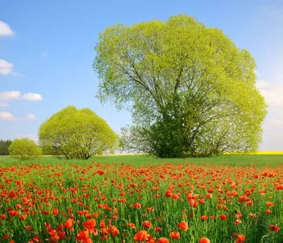 

For Peugeot 5008 2009-2018 12Pcs LED Interior Reading Light Trunk Plate Bulb Kit Hatchback Saloon Signal Lamp Car Lights