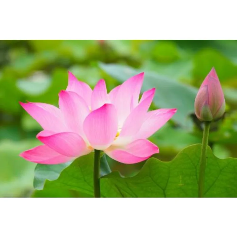 

Цифровая камера Skydroid HD Mini с трехосевым подвесом и картографированием, совместимая с пультами ДУ T10, T12, H12 для БПЛА для защиты растений