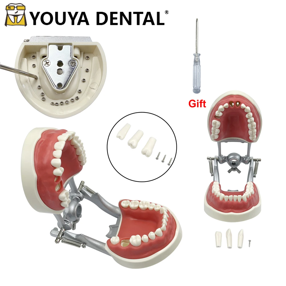 Dental Teeth Model Child 28/32pcsTeeth Model Soft Gum Resin Removable Teeth Study Teaching Typodont Demonstration Model