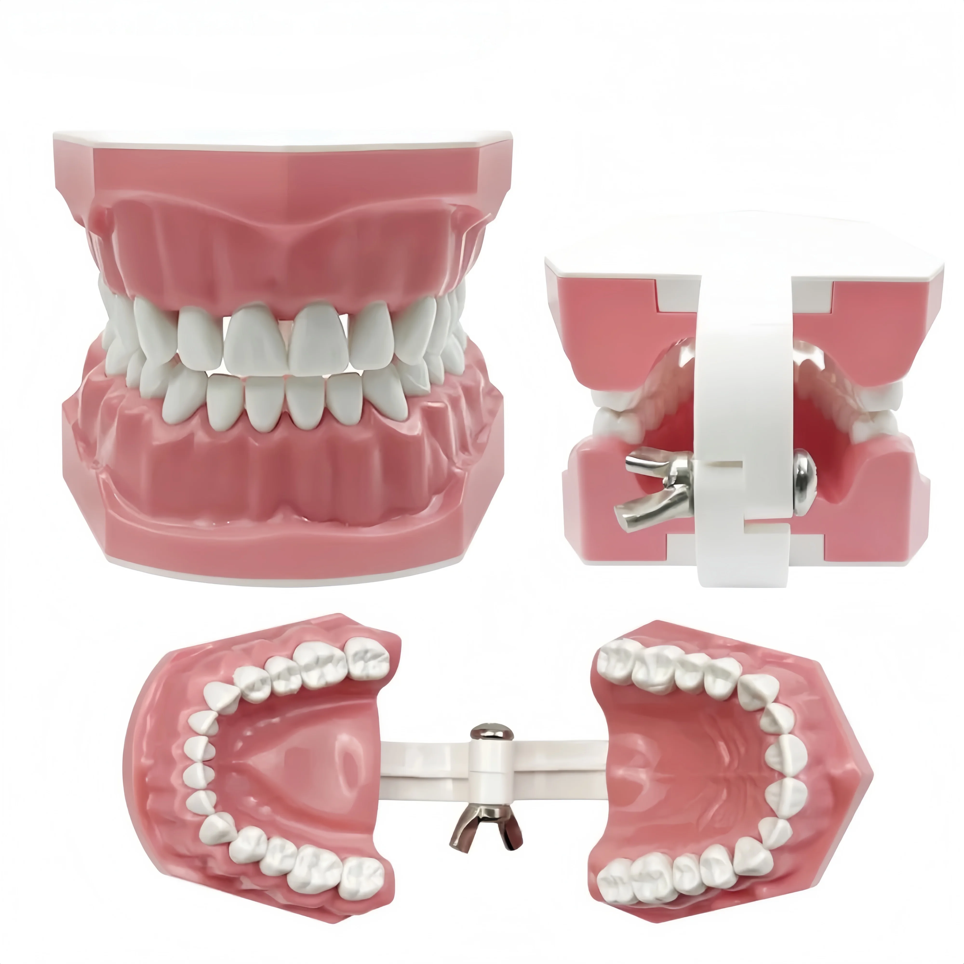 1pc Dental Teeth Oral Care Teaching Demonstration Model  Brushing Flossing Practice Typodonts Models Student Education Tool