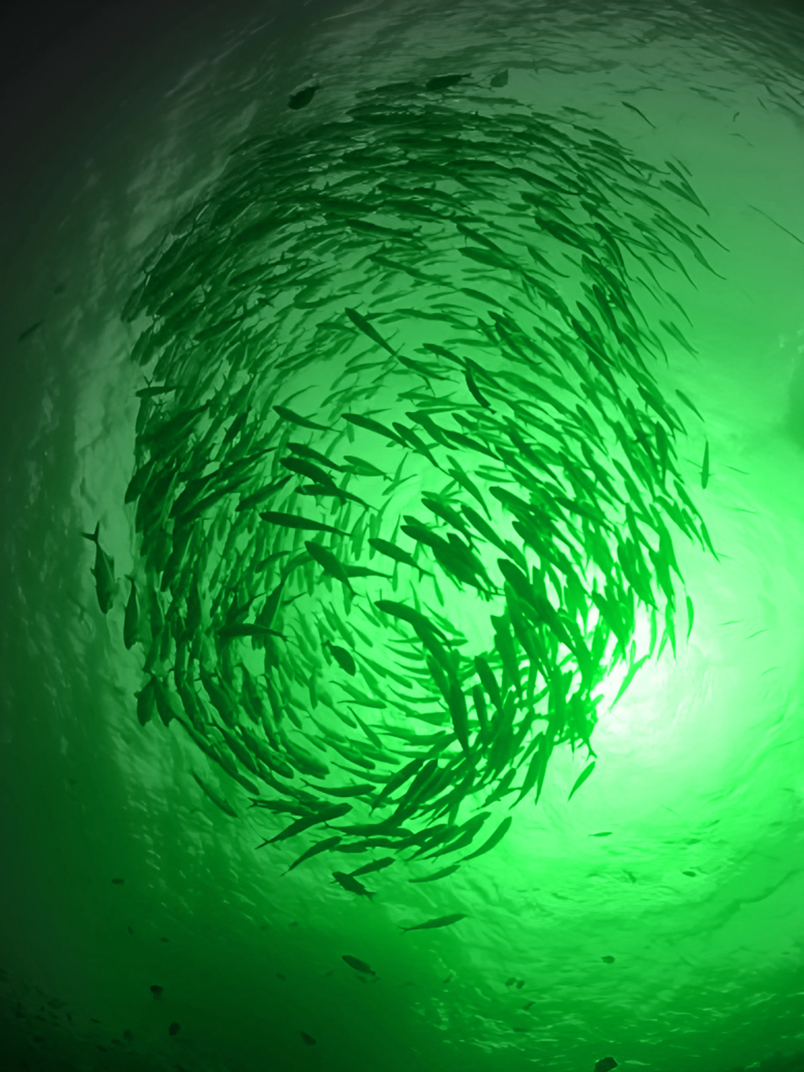 

110v/220v 4000W Waterproof IP68 Aluminum Alloy Multi-color Underwater LED Fishing Light For America Canada