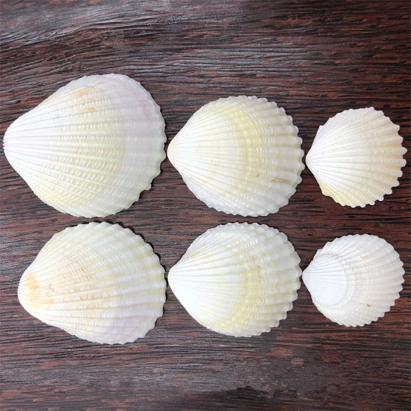 Natural Lion Coconut Shell, White Conch, DIY Handmade Fish Tank, Aquarium Imaging, Micro Landscape Display, 3.5-5cm, 10Pcs, Lot