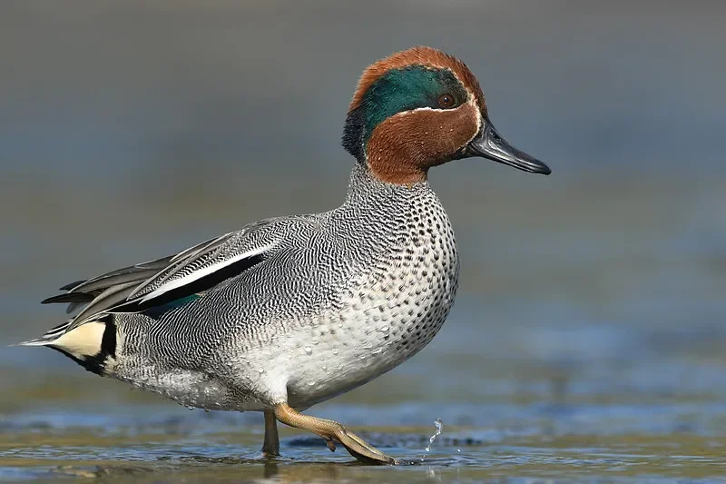 

9305E 1:18 4WD RC Пикап — высокоскоростная модель для альпинизма и гонок по бездорожью