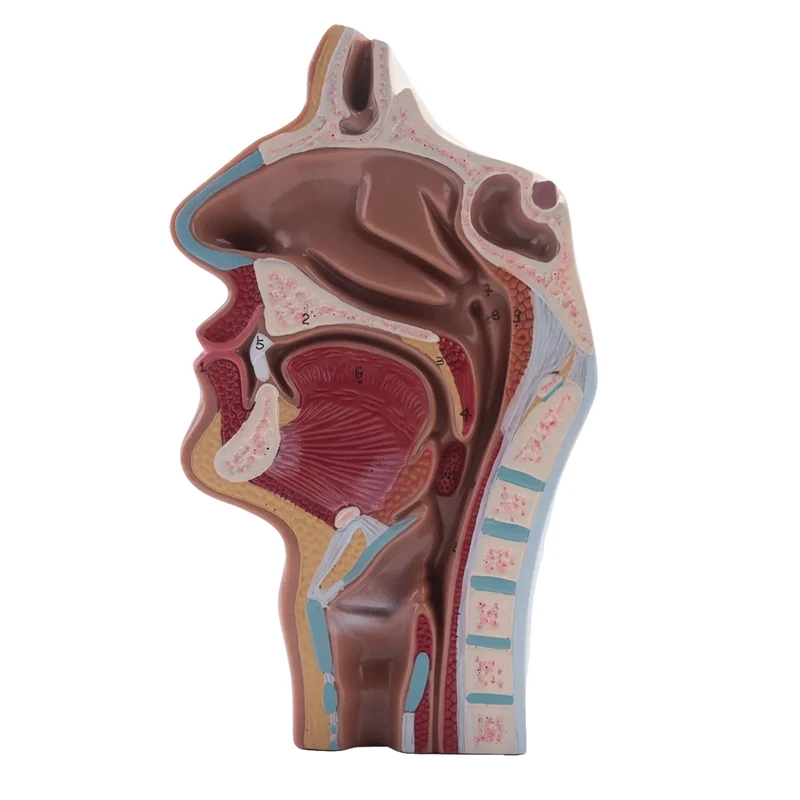 Modelo Anatômico Humano para Ensino, Garganta da Cavidade Nasal, Ciência, Exposição do Estudo