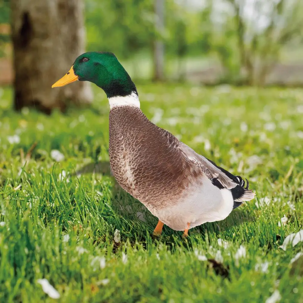 Garden Duck Statue 2D Acrylic Wild Duck Sculpture For Yard Decor Double-Sided Printing Weatherproof Duck Figurine For Farm