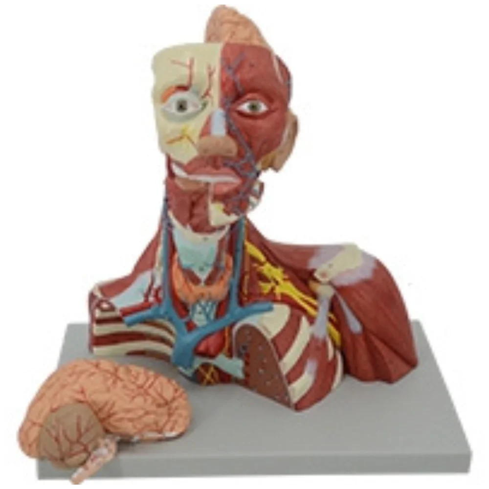 

Local Anatomical Model of Cranial Cavity and Head, Neck and Chest Medical Supplies Human Anatomy Educational Medico Simulator