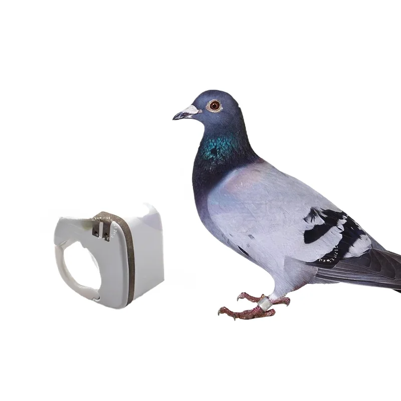 Pajaros Tracking Ring GPS Tracker Parrot Birds