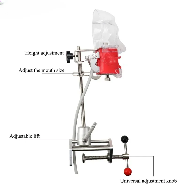 Dental Simulation Head Mold With 28Pcs Teeth Clamp Table Type Manikin Phantom For Dentist Teaching Practice Training Study