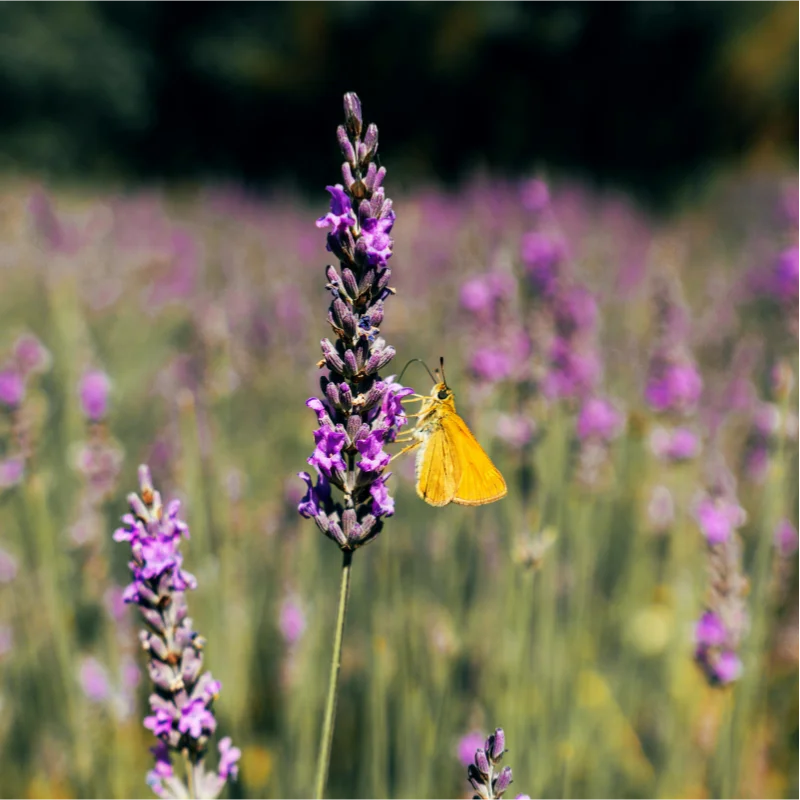 

CUAV CPDB pro High Voltage Power Distribution Board for Multi-axis High Current Management Flight Control System with PX4