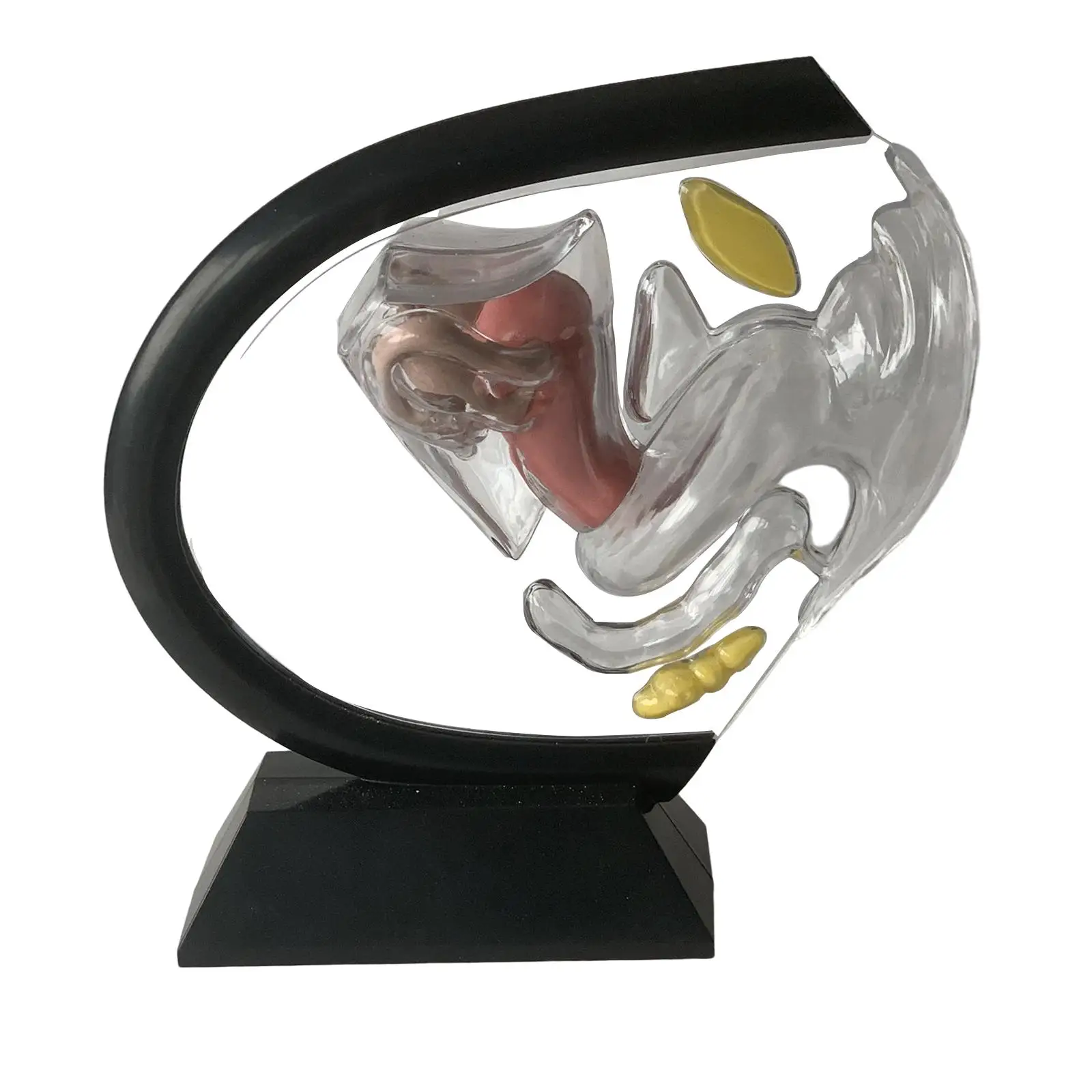 ชุดโครงสร้างรังไข่มดลูกวิทยาศาสตร์สําหรับวัสดุชีววิทยา