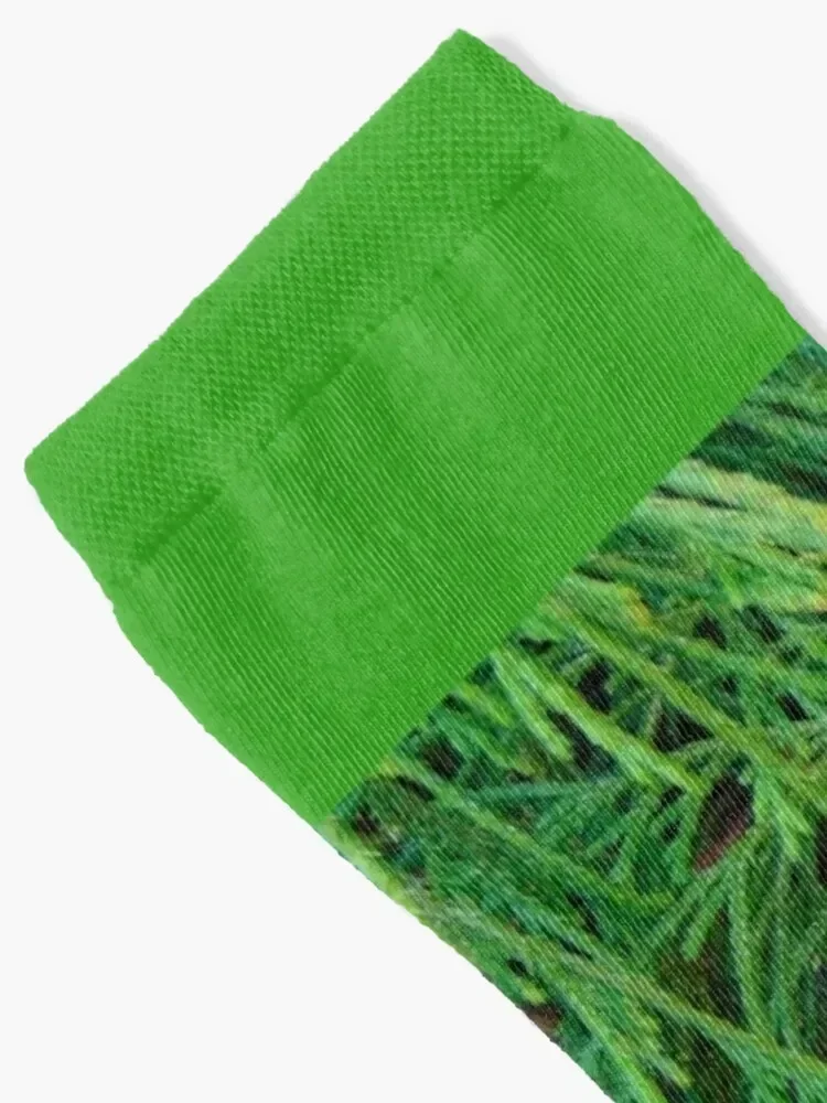 Green branches of a cypress-close-up. Socks Heating sock new in's summer Stockings compression Socks For Women Men's