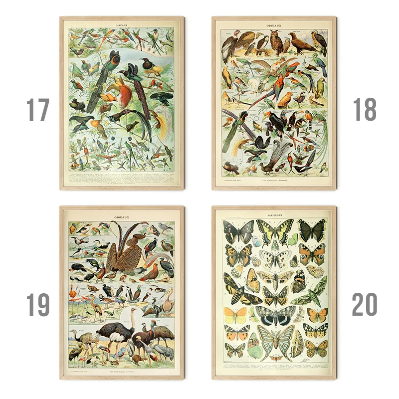 quadros decorativos decoração para casa decoração para quarto Palaeóbios botânico do vintage retro poster inseto borboleta cogumelos pintura a óleo