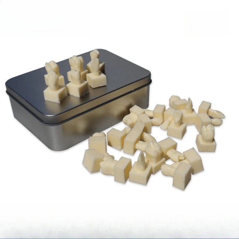 12x-life-size-permanent-tooth-model-full-set-of-28-carved-teeth-with-base-–-dental-model