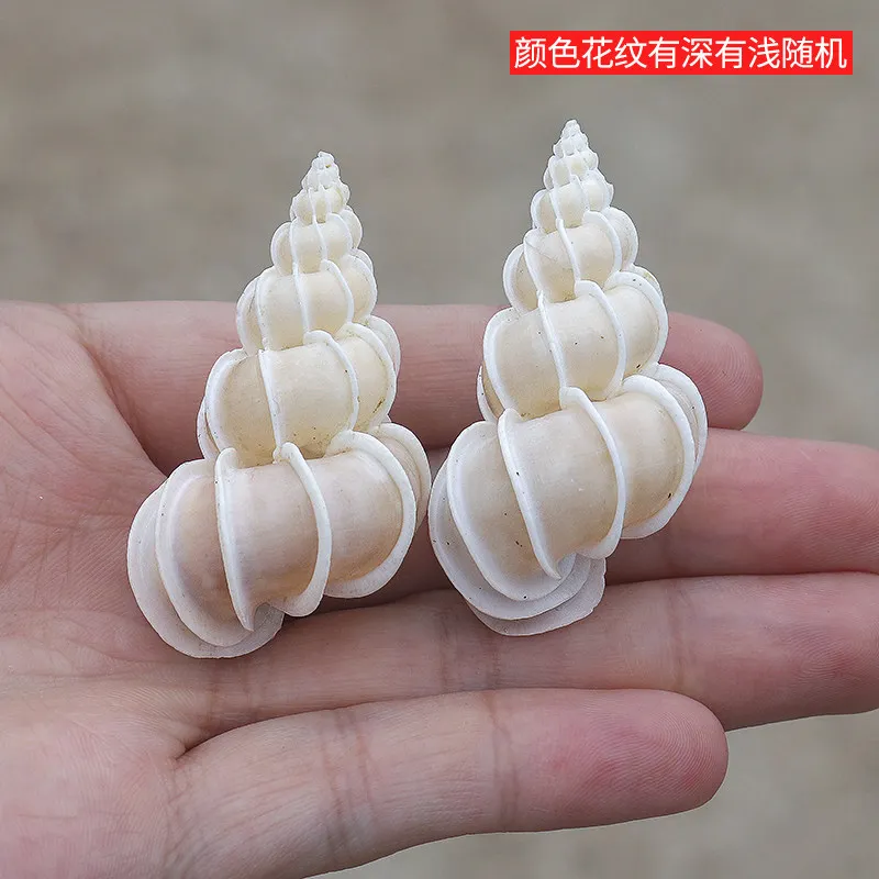 New 1Pcs Famous Snail Natural Conch Shell Collection Specimen Fish Tank Landscaping Shooting Props Gift