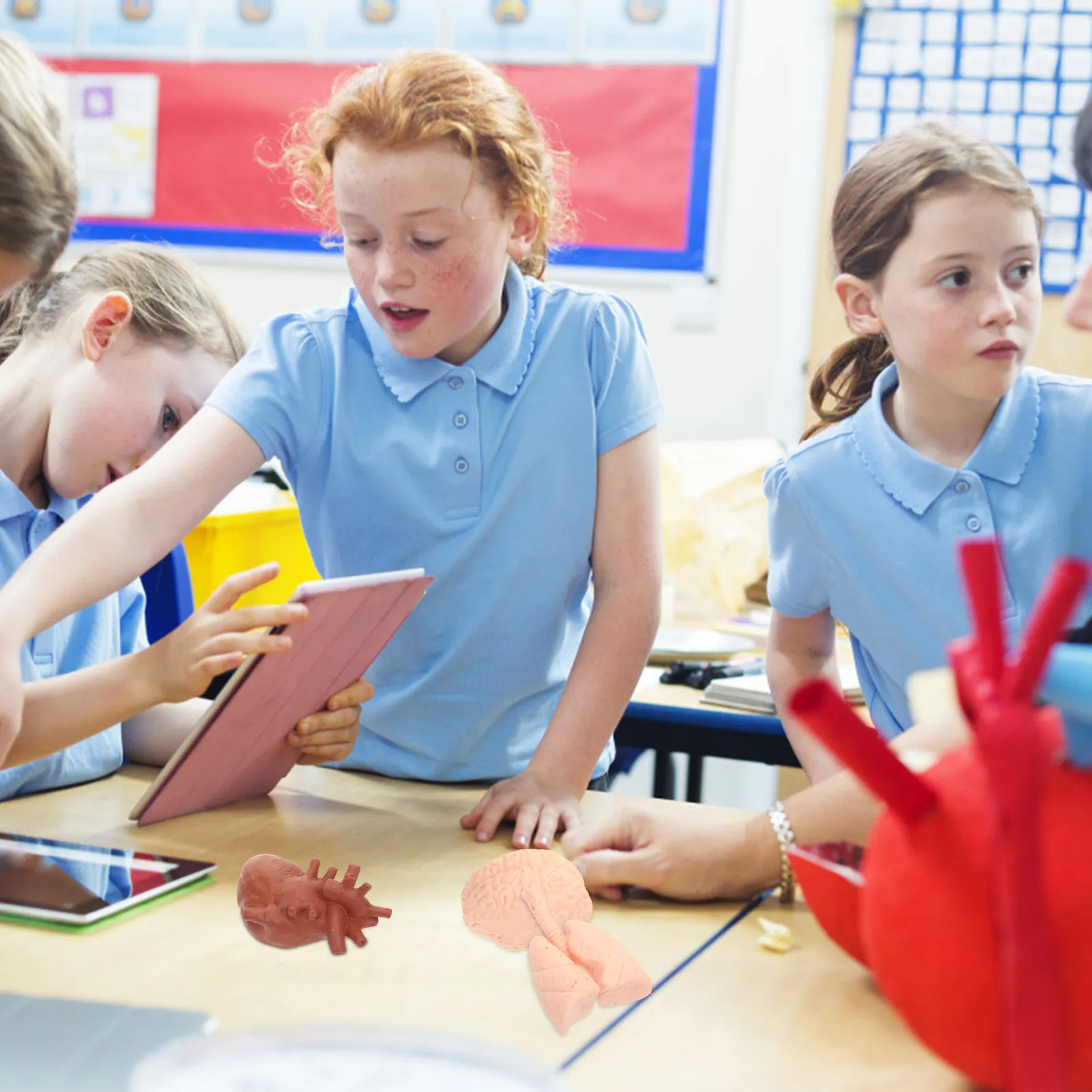 8Pcs Montessori Teaching Organ Anatomical Human Organ Set Educational Tool for Doctor Student Classroom Display