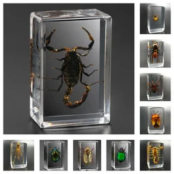 Real Insect Specimen Scorpion Spider Wasp Beetle Transparent Resin Ideas Small Ornament Teaching Observation Collectible Art V02