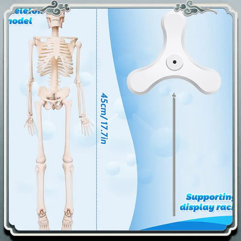 قسط 45 سنتيمتر تشريح الإنسان الهيكل العظمي نموذج ملصق تعلم المعونة تشريح نموذج الهيكل العظمي البشري