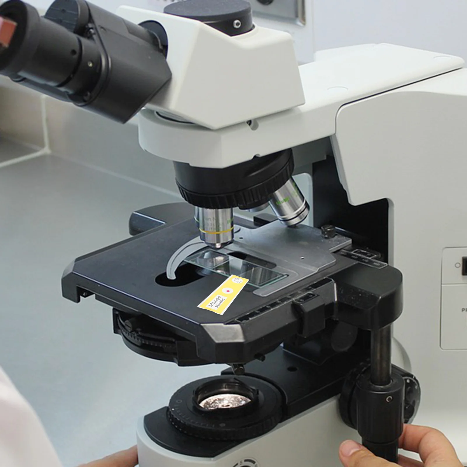 12 قطعة شرائح المجهر المجهزة للأطفال عينات النباتات ستيريو عينة الشرائح عدة آمنة سهلة الاستخدام علم الأحياء التعليم