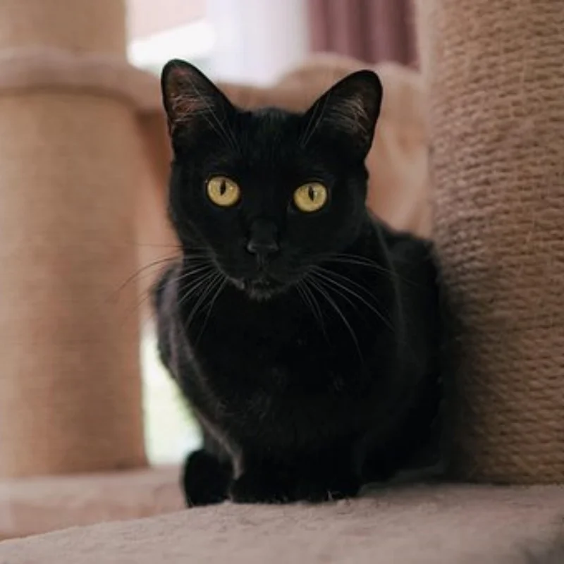 

4 шт., 69 мм, пластиковый обод колеса, резиновая шина, универсальная для 1/18 2S TYPHON GROM Rally On-Road Racing TAMIYA TT02 XV01 HSP 94123 HPI KY