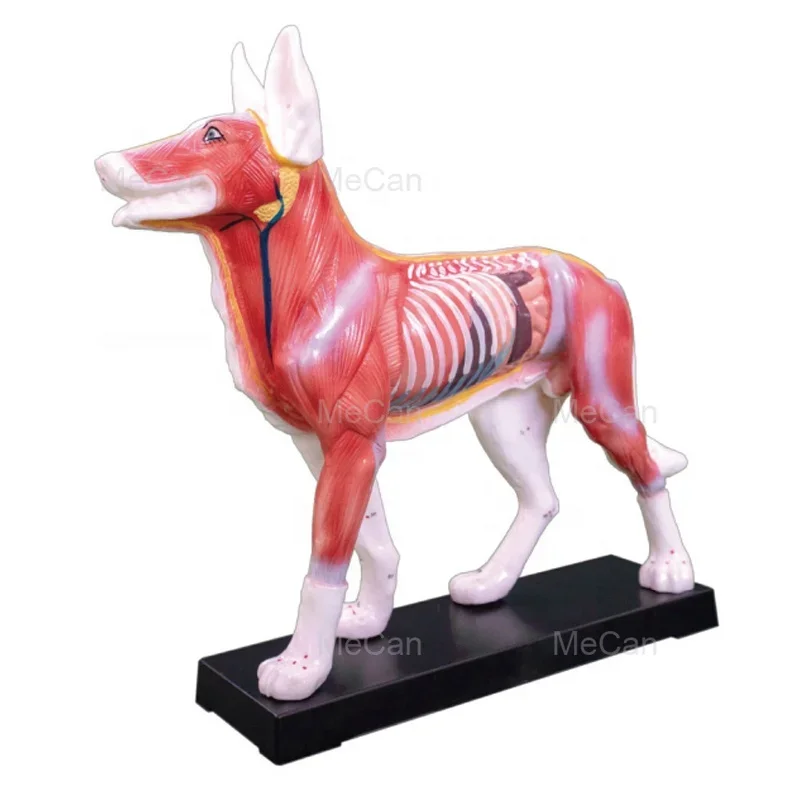 Hot Sale Animal Acupuncture Model Dog Acupuncture Model