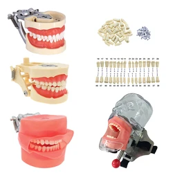 Model stomatologiczny standardowy Model zęba dentystyczny z 28/32 wkręcanymi zębami żywiczne zęby pasują do Kilgore NISSIN 200/500 i Frasaco ANA-3/4