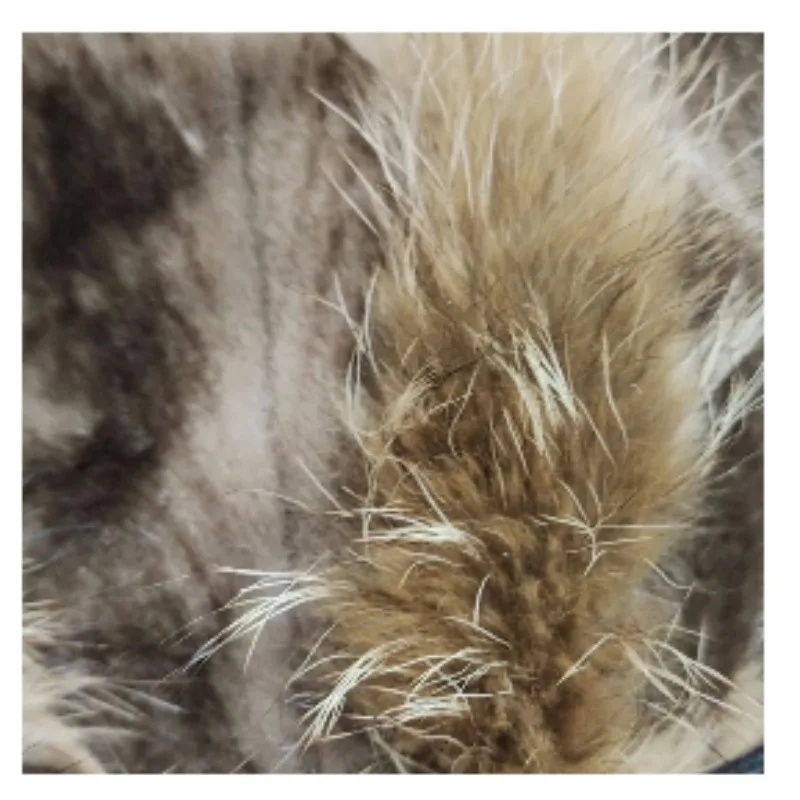 2026 الشتاء الراكون الفراء الشباب الباردة ارتداء الموضة النمط الأجنبي معطف فرو متوسط وطويل المرأة جودة عالية مستوى المظهر العالي