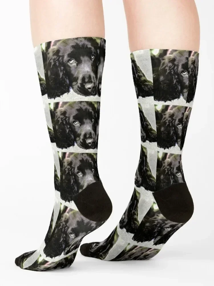 Sprocker spaniel sleeping Socks custom short cute Toe sports Boy Child Socks Women's