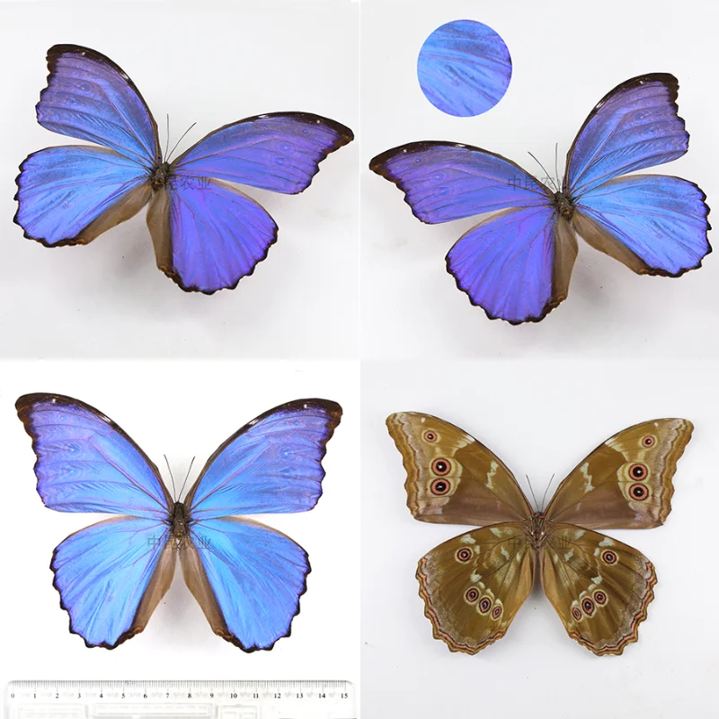 

Real Butterfly Specimen Morpho Didius Original Butterfly Frame Spreading Wings Statues for Decoration Home Decor