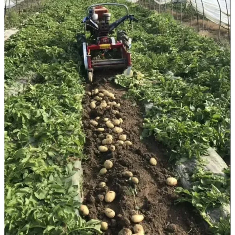 Récolteuse de pommes de terre à rangées/sélecteur de noix à chaîne agricole/paveuse de pommes de terre sucrées pour tracteur agricole avec machine à creuser