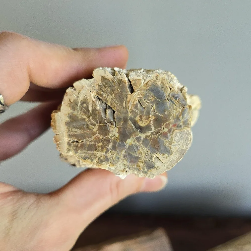 1 Stück Natürlicher Mineralischer Zylindrischer Versteinertes-Holz-Stein-Artefakt, Energie-Kristallscheibe, Rohstein-Holz-Exemplar – Detail 5