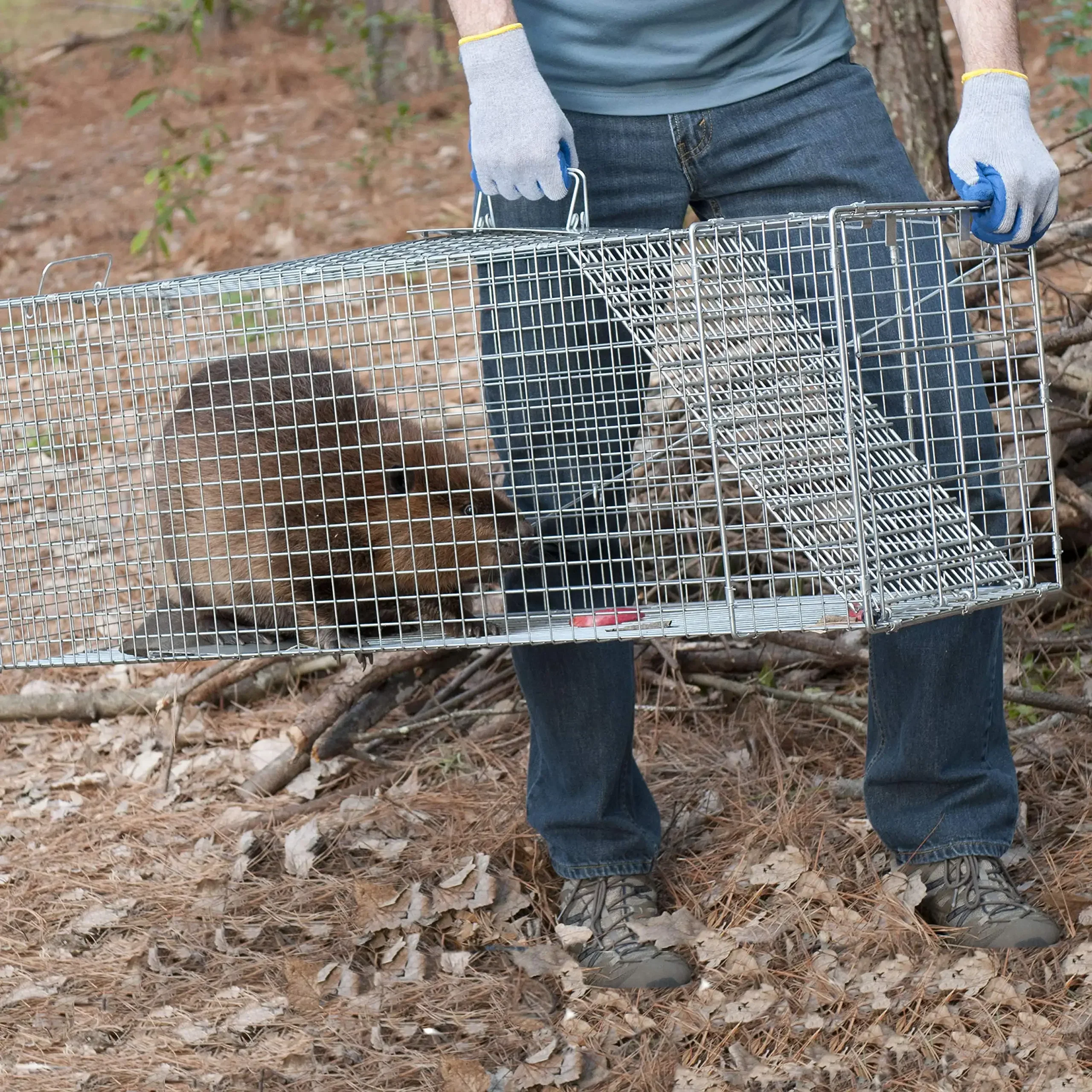 Duża 1-drzwiowa pułapka na myszy dla kota Składana pułapka na żywe zwierzęta wielokrotnego użytku dla małych psów Szopy Koty Groundhogs Opossums Supe