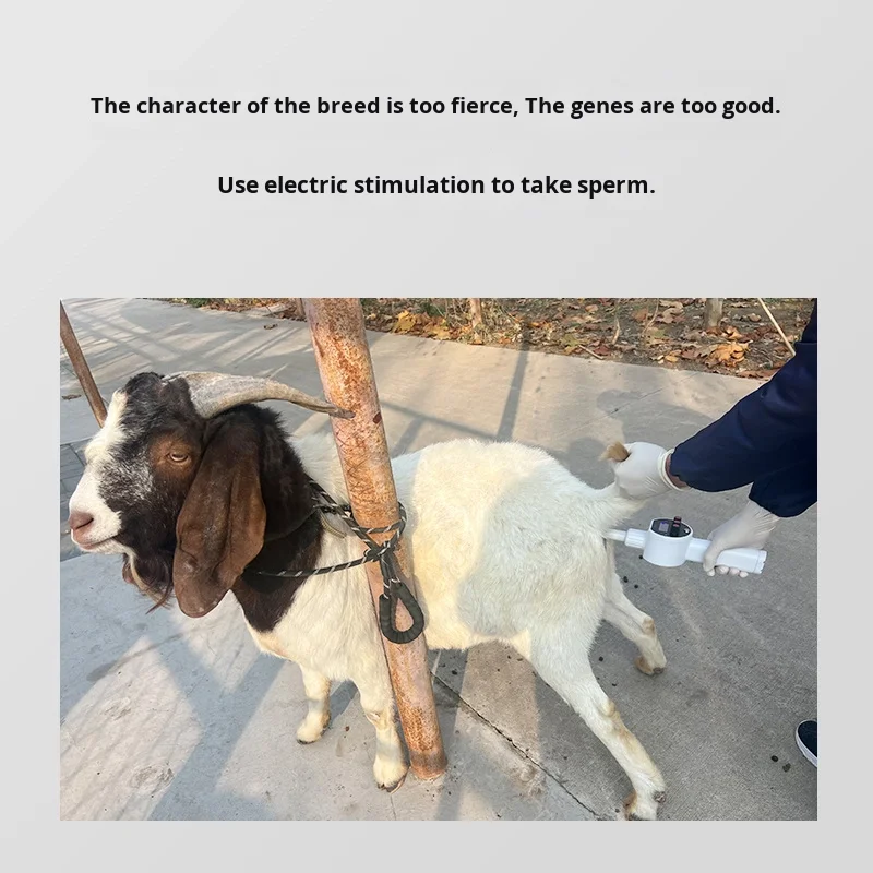 

New type of artificial breeding pig, cow, sheep, fox, mouse, monkey, panda, dog-animal semen collection device made of plastic