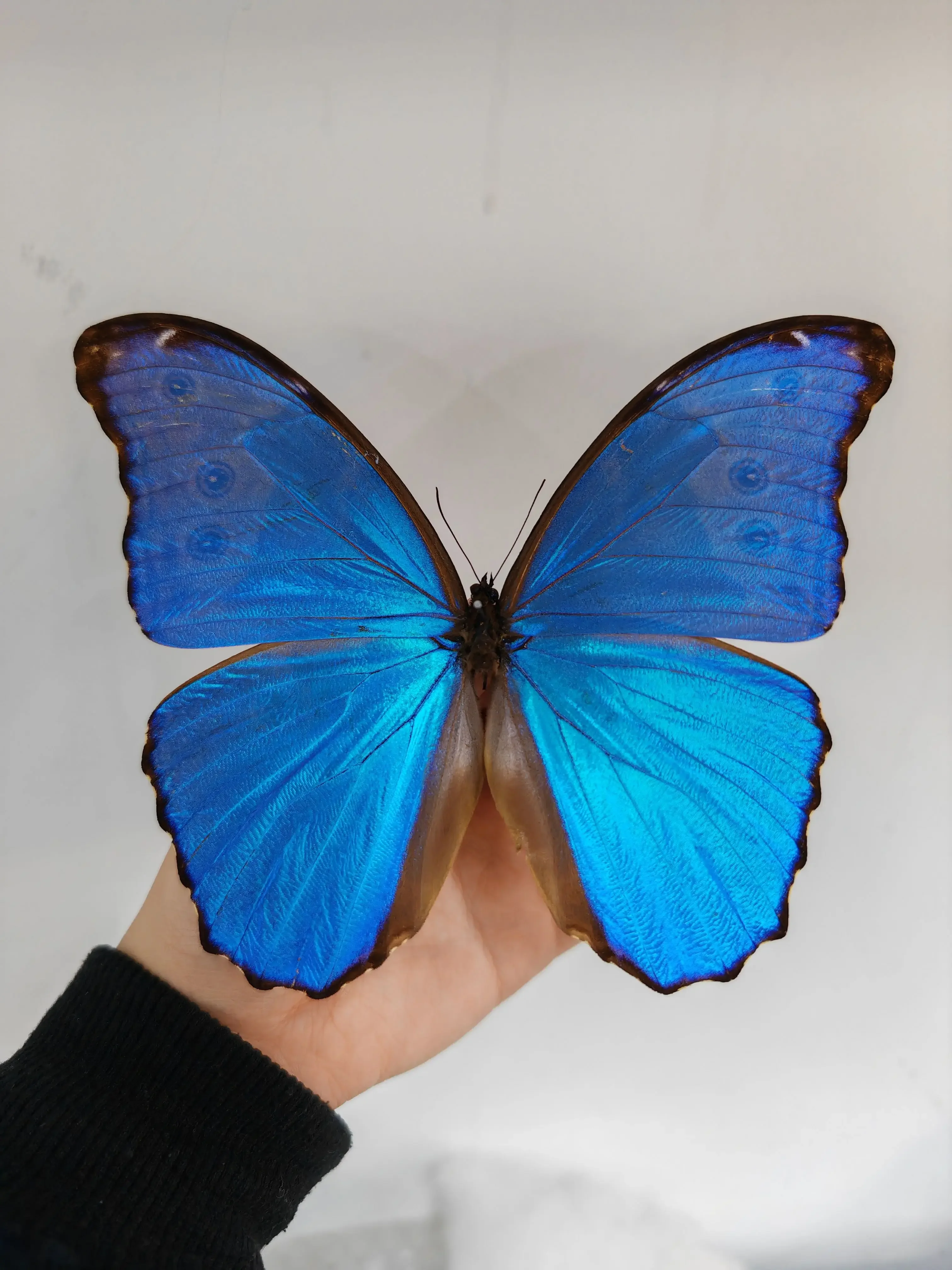 Espécime de borboleta real morpho menelaus grande azul flash borboleta moldura de foto pintura decorativa ornamento presente de aniversário natal
