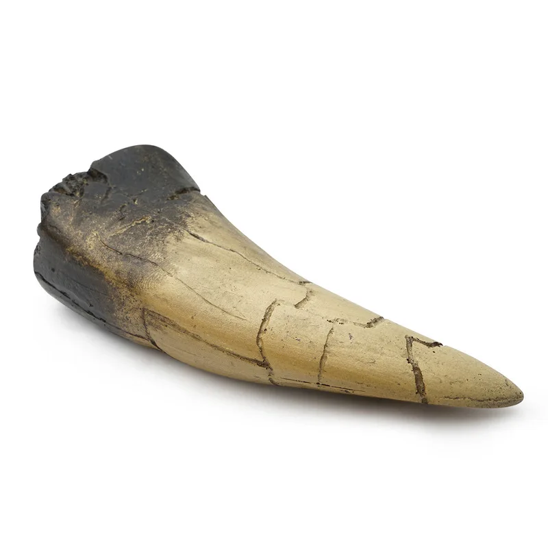 Resin eco-friendly retro shark tooth animal lucky ornament skull mascot hand-held item