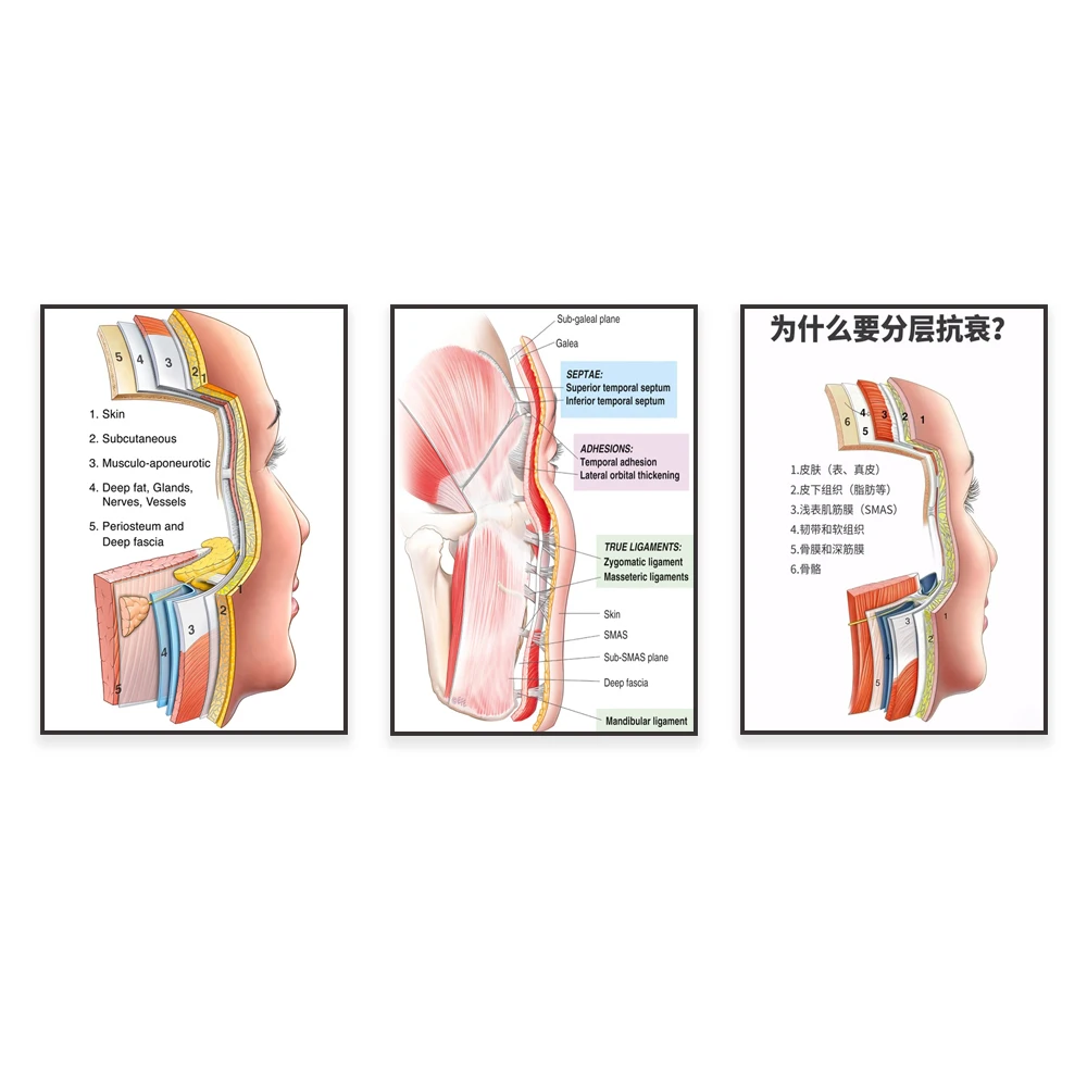 Facial anatomy diagram, subcutaneous tissue, muscle aponeurosis, retaining ligaments, periosteum and deep fascia, beauty poster