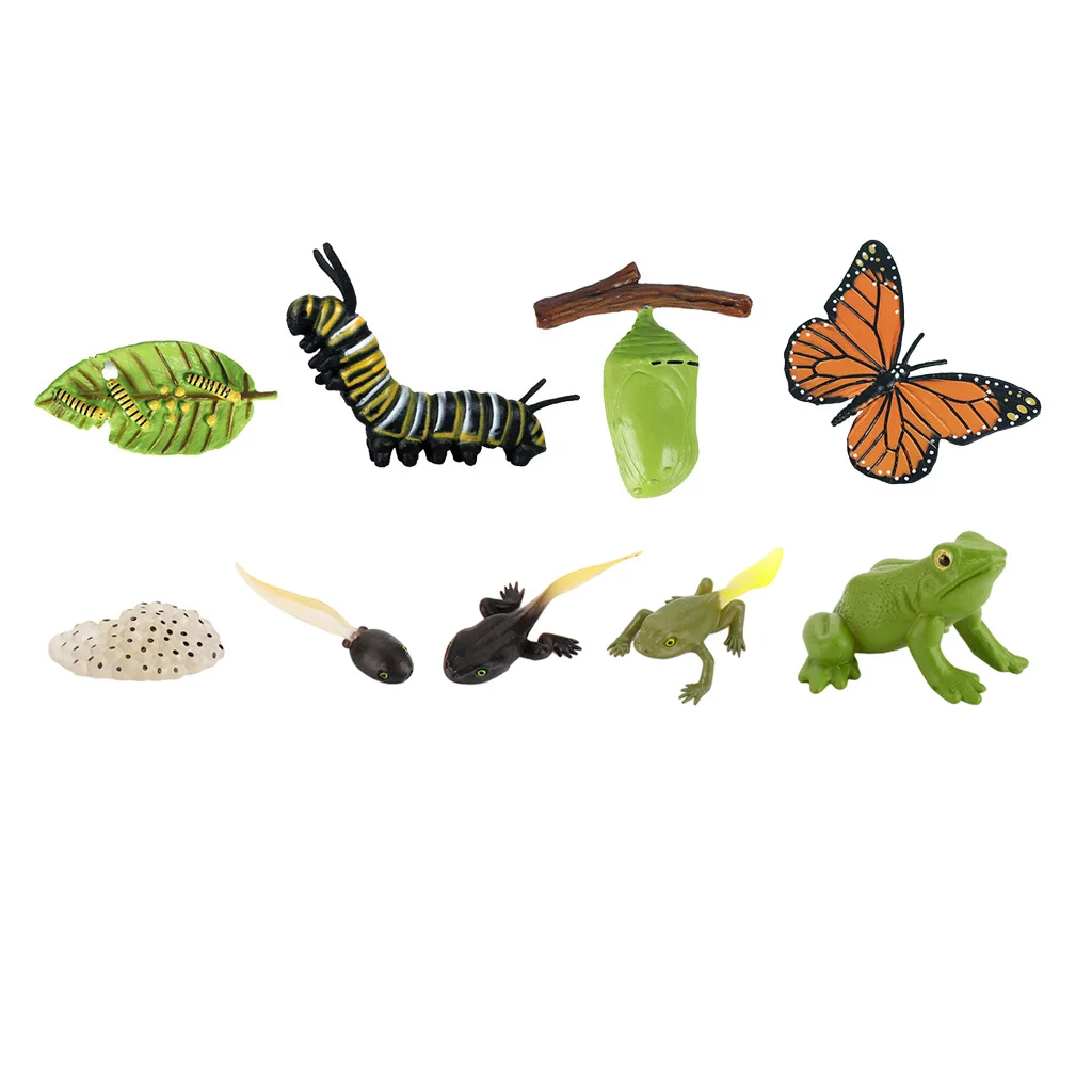 Animal Life Growth Cycle Model Figure Toys, Butterfly Frog Animal Growth Model Figure Nature Lessons Teaching Aids