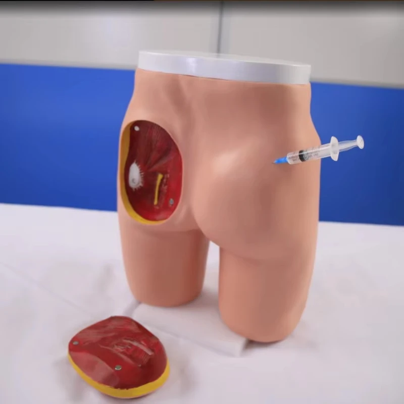 Advanced Buttock Muscle Injection and Anatomical Structure Model - Medical Teaching Training Model