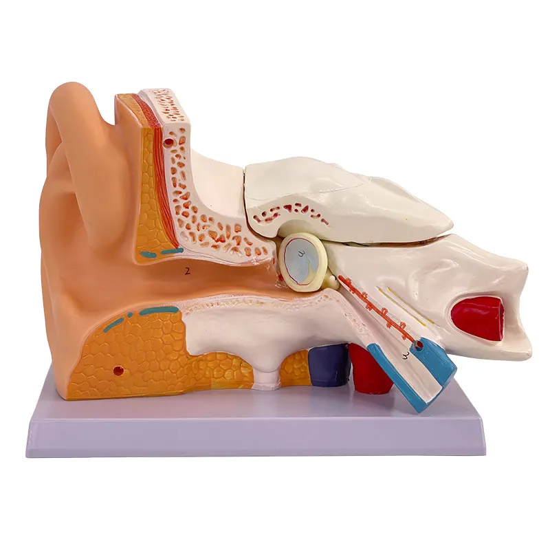 Magnified Human Auditory System Anatomy Model, Outer Middle Inner Ear Structure For Medical Education