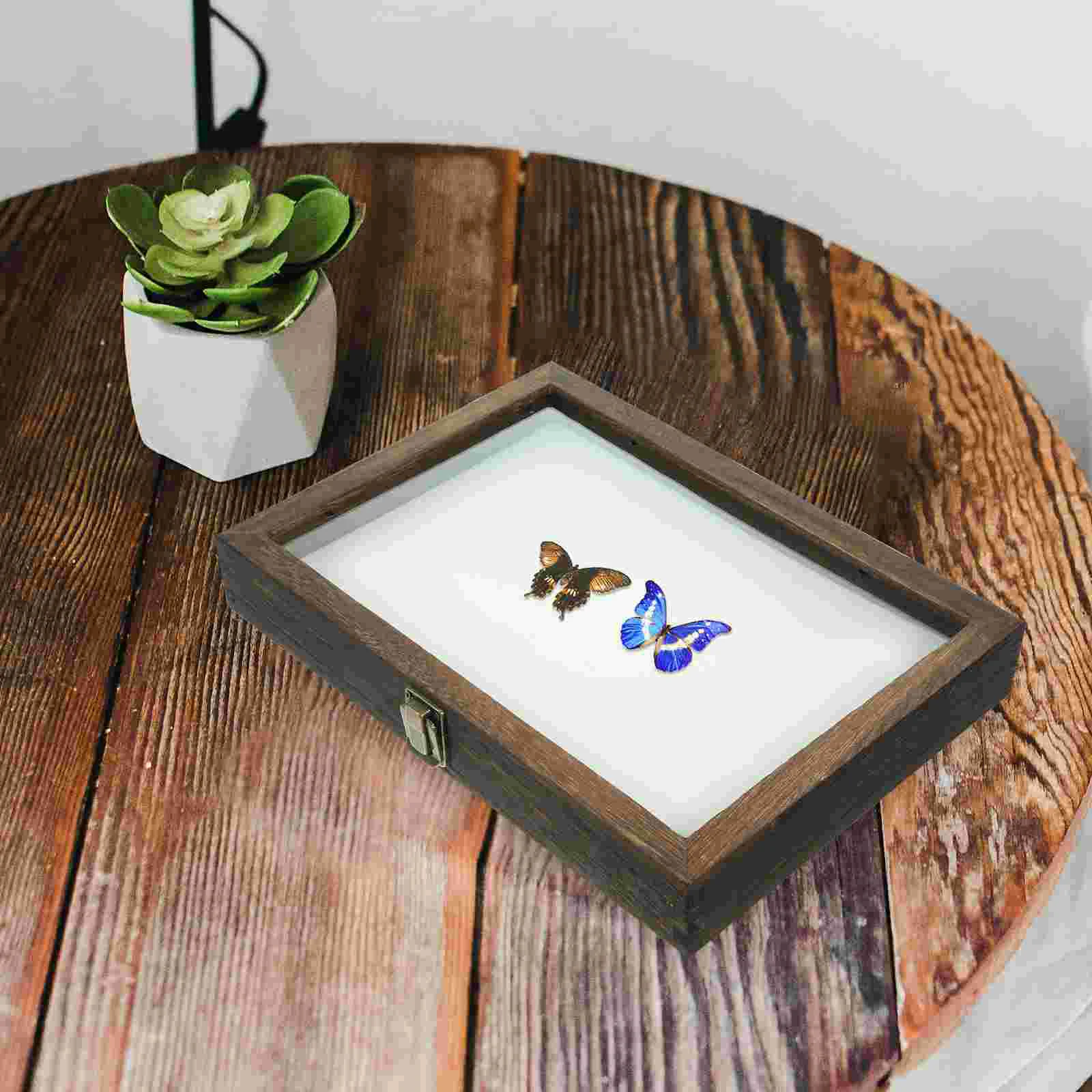 

Insect Specimen Box Mini Frames Vintage Display Case Container Beetle Wood Showcase Acrylic Holder Pin