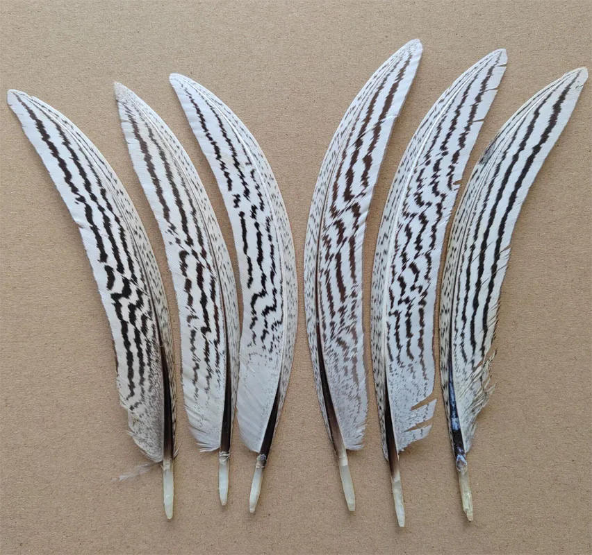 

50Pcs/Lot! 4-6inches 10-15cm Natural Curved SILVER PHEASANT Quill FEATHERS for Jewelry Making,DIY Handicraft Accessories